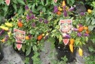 Orange Springsplants-30.jpg; ?>